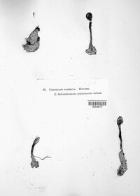 Image of Tolypocladium capitatum